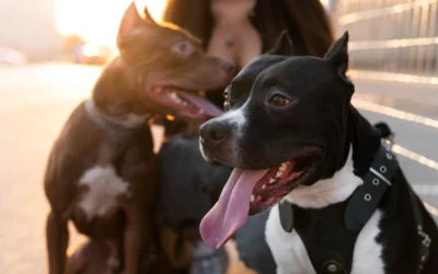 Información básica, trámites y gestiones sobre perros potencialmente peligrosos